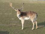 Damhirsche Stolz pr�sentiert dieser Hirsch sein Geweih. Bei F�rstenwalde, 2005