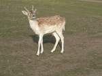 Damhirsche Junger Hirsch bei F�rstenwalde, 2005