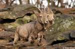 Sibirische Steinb�cke. ...  Andy Hensel 17.11.2009