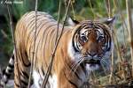 Indochinesischer Tiger.   ...  Andy Hensel 17.11.2009