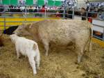 Kuh mit Kalb an der OLMA ( Ausstellung der Landwirte ...