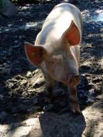 Schwein als ...  Hp. Teutschmann 18.11.2009