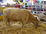 Kalb im Areal der Olma( Ausstellung der Landwirte in der ...