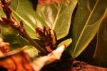Ein Rosenk�fer (Pachnoda sinuata) ...  Gilbert Angermann 18.11.2009