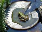 Frosch auf ...  Hp. Teutschmann 19.11.2009