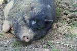 Schweinisch wohl.   ...