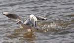 Verbandsstart von M�wen im Rhein - 20.11.2009  ...