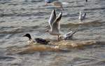 Kampf um Brotkr�mel im Rhein zwischen Enten und M�wen - ...