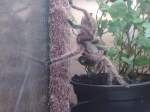 Grammostola rosea   ...  Maik Leiter 26.11.2009