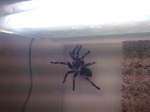 Brachypelma auratum   ...  Maik Leiter 26.11.2009