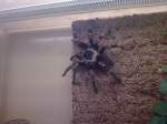 Brachypelma auratum   ...  Maik Leiter 26.11.2009