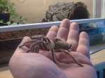 Grammostola rosea   ...  Maik Leiter 26.11.2009