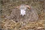 Vom Walachenschaf (Ovis aries ...  Helmut Seger 29.11.2009