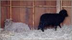 Das Ungarische Zackelschaf (Ovis ...  Helmut Seger 29.11.2009
