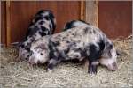 Das Turopolje-Schwein (Sus scrofa ...  Helmut Seger 29.11.2009