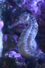 Gepunktetes Seepferdchen (Hippocampus reidi) ...  Gilbert Angermann 30.11.2009