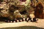 Junger Leopardenhai (Triakis semifasciatus). ...  Gilbert Angermann 30.11.2009