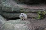 Erdm�nnchen auf Beobachtungsposten. Skansen ...  Gilbert Angermann 30.11.2009