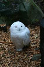 Eine Schnee-Eule (Bubo scandiacus) im Winterkleid. Skansen 13.12.2008.  ...