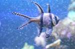 Ein Banggai-Kardinalbarsch (Pterapogon kauderni) ...  Gilbert Angermann 30.11.2009