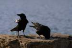 rabenvogel Keiner da, die Luft ist rein...
(Januar 2009)