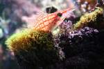 Ein Langschnauzen-Korallenw�chter (Oxycirrhites typus) ...  Gilbert Angermann 01.12.2009