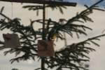 Eine Kohlmeise beisst sich ein St�ck Speck ab. Torpshammar 1.1.2009. ...