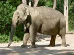 Asiatischer Elefant ...  Gilbert Angermann 03.12.2009