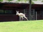 Paparazzifoto eines Springbocks (Antidorcas marsupialis) in einer unp�sslichen Situation. Berlin ...