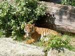 tiger-panthera-tigris In der Sonne liegender Malaiischer Tiger am 20.5.2007 in Berlin Zoologischen Garten.