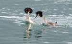taucher-podiceps Meinungsverschiedenheiten bei Ehepaar Haubentaucher.
(April 2009)