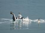 taucher-podiceps Zwei M�nnchen ist einer zuviel, und das wird nun endlich gekl�rt!
(April 2009)