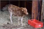 Ein Ceylon-Zwergzebu-Kalb im Altdeutschen ...  Helmut Seger 05.12.2009