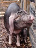 Das aus China stammende Meishan-Schwein (Sus scrofa f. domestica) wird ...