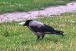 rabenvogel Berlin, 13.07.2009, Nebelkr�he in Berlin-Wei�ensee
