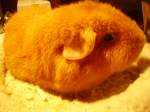 Mein kleiner Assistent am Computer mein Meerschweinchen Kr�mel  ...