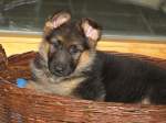 Schaferhunde ENYA 6 wochen 



