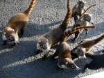 nasenbaren-nasua Diese Nasenb�ren sind ganz wild auf Futter. Beim Arenalsee, Costa Rica, 05. M�rz 2006.