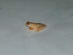 Ein Mini-Frosch ...  Heinz Stoll 09.12.2009