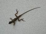 Ein kleiner Leguan (und nicht ein Gecko, wie ich urspr�nglich ...