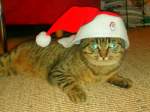 Sonstige Stubentiger als Nikolaus in T�uffelen am 06.12.2009