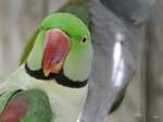 Walter Zoo Gossau/SG - Bewohner ein Grosser Alexander Sittich .. ...