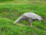 huhnerganse-cereopsis Walter Zoo Gossau/SG - Bewohner eine H�nergans .. Foto vom 06.09.2008