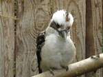 jagerlieste-dacelo Walter Zoo Gossau/SG - Bewohner ein Lachender Hans .. Foto vom 06.09.2008