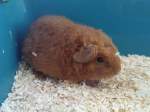 Mein Meerschweinchen Kr�mel als ...  Daniel Michler 12.12.2009