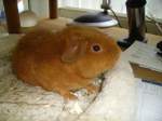 Mein kleiner Assistent am Computer mein Meerschweinchen Kr�mel  ...