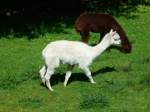 Alpakas Walter Zoo Gossau/SG - Bewohner zwei Lamas  .. Foto vom 20.05.2007