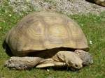 landschildkroten Walter Zoo Gossau/SG - Bewohner eine Sporenschildkr�ten .. Foto vom 06.09.2008