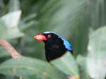 Ein Elfenblauvogel ...  Thomas Wendt 11.10.2009