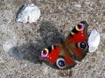 Tagpfauenauge wirft seinen Schatten auf einer der unz�hligen Betonschwellen entlang ...